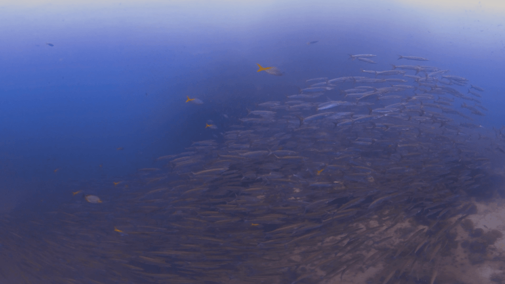 Barracuda Swarm: Dive into the School