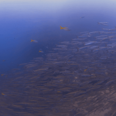 Barracuda Swarm: Dive into the School