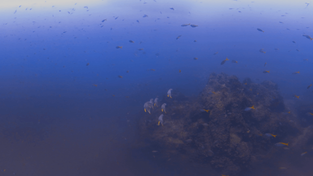 Pinnacle Reef Life