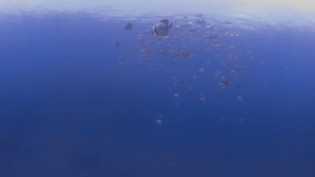 Batfish School Ascent