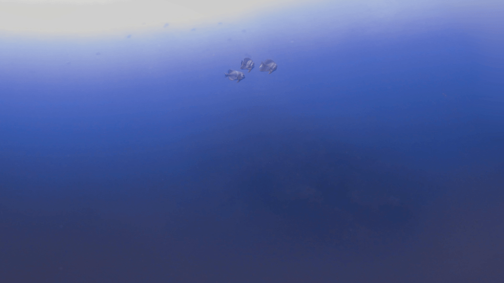 Batfish Ballet: Reef's Gentle Giants