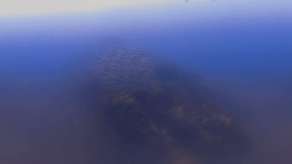 Barracuda Swirl: Ocean's Cyclone