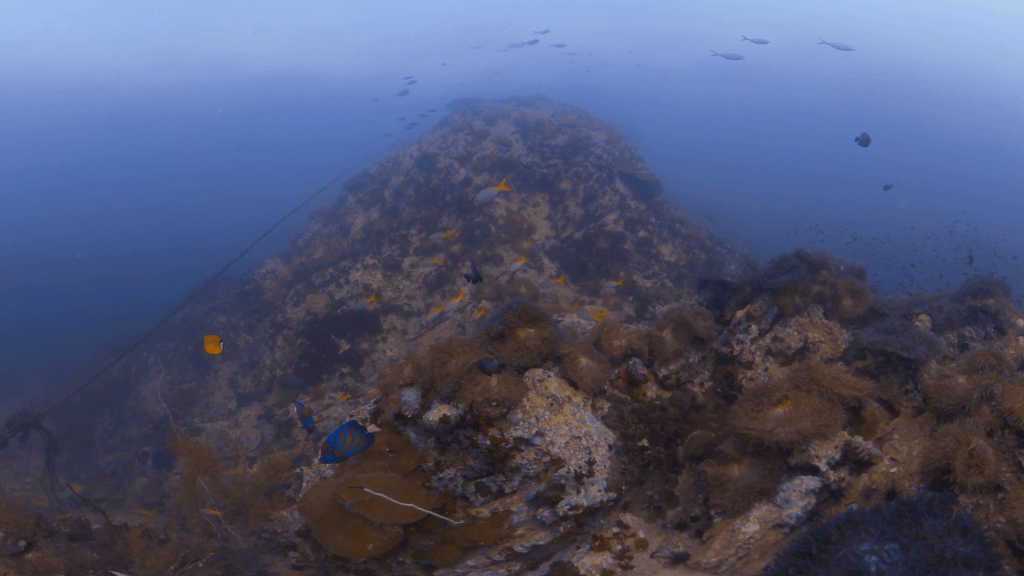 Pinnacle Paradise: Reef Fish City