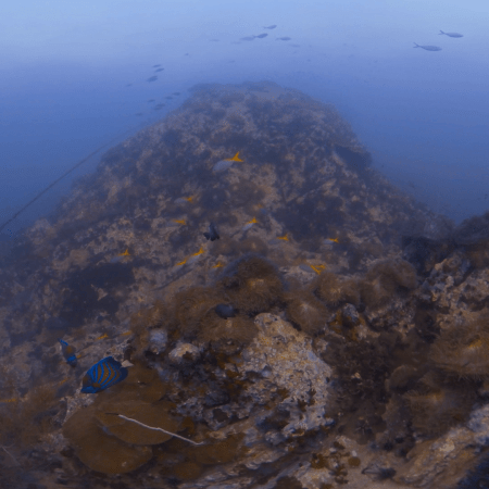 Pinnacle Paradise: Reef Fish City
