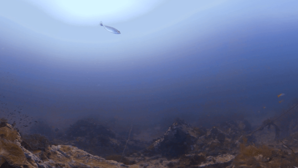 Pinnacle's Pulse: Fish Frenzy