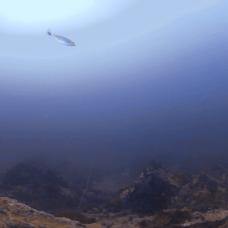 Pinnacle's Pulse: Fish Frenzy