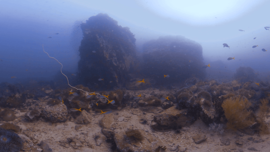 Pinnacle's Gold: Snappers & Coral Tapestry