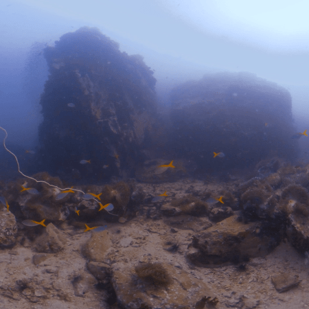 Pinnacle's Gold: Snappers & Coral Tapestry