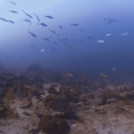 Seabed School Passage