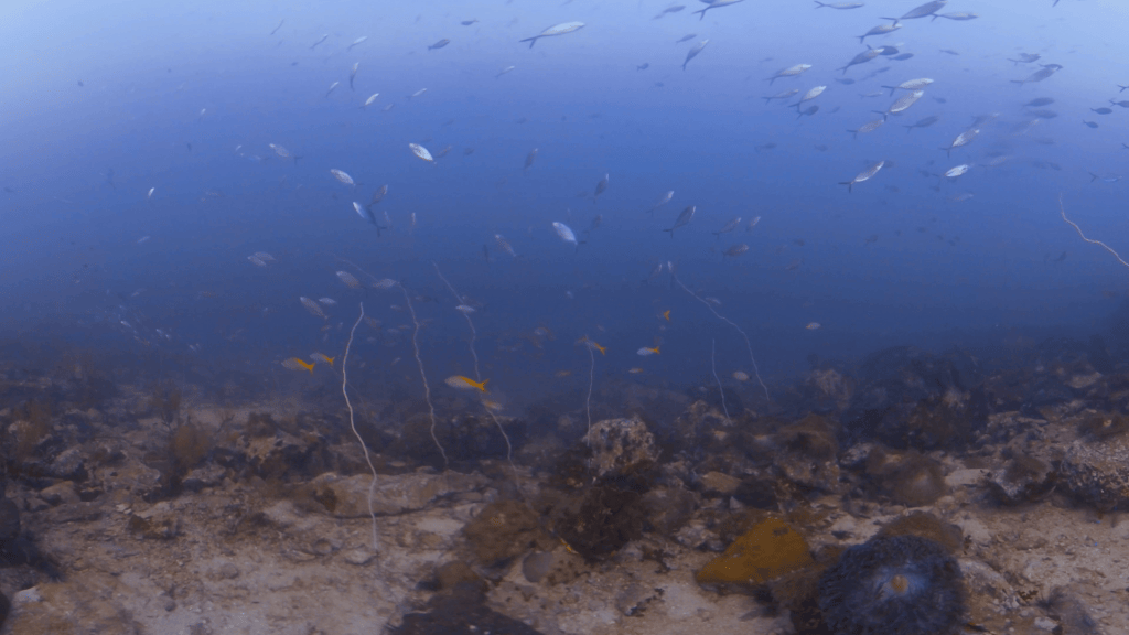 Ocean Floor Fish Frenzy