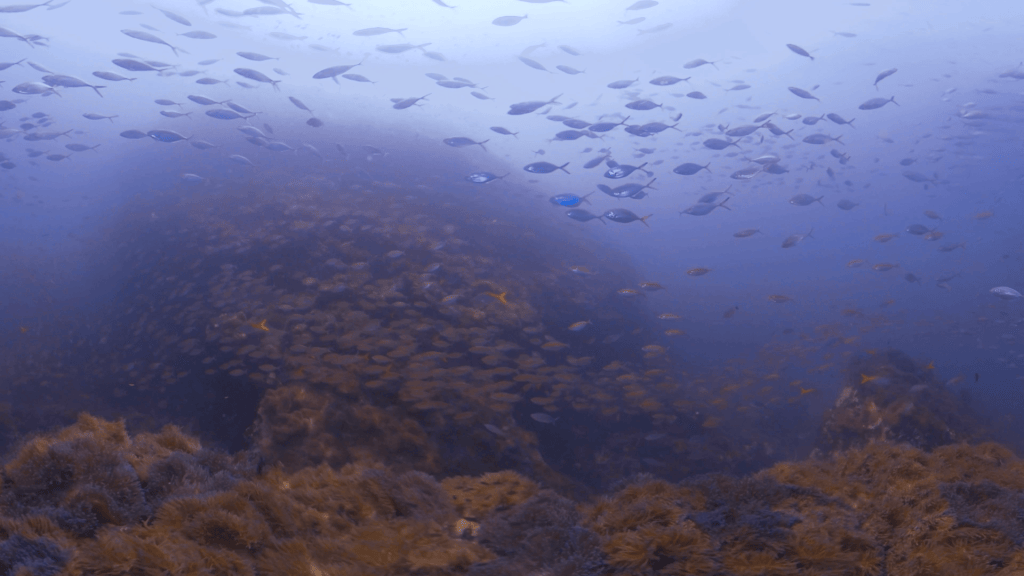 Anemone Pinnacle: Swarming Fish Schools