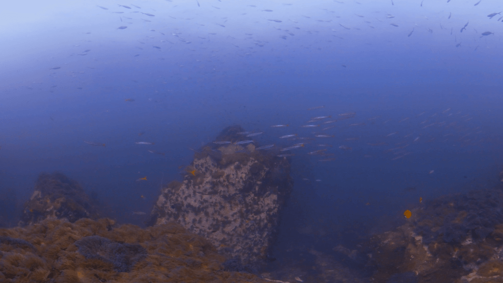 Anemone Pinnacle: Fish Frenzy