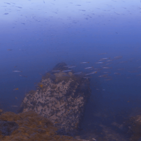 Anemone Pinnacle: Fish Frenzy