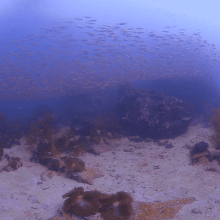 Fish Tornado: Ocean's Sandy Stage