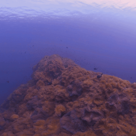 Anemone Ridge Pinnacle