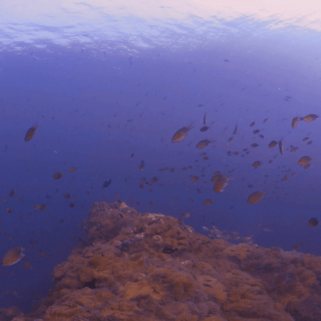 Anemone City: Damsel Fish Haven