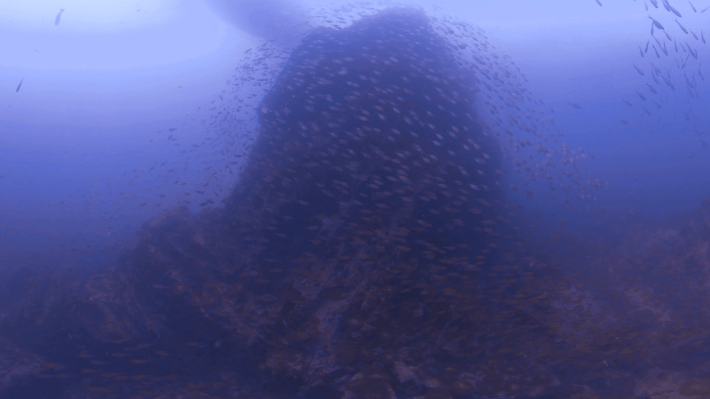 Pinnacle's Embrace: Fish Swarm