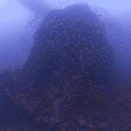 Pinnacle's Embrace: Fish Swarm