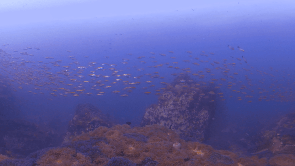 Seascape Symphony: Fish School & Anemones