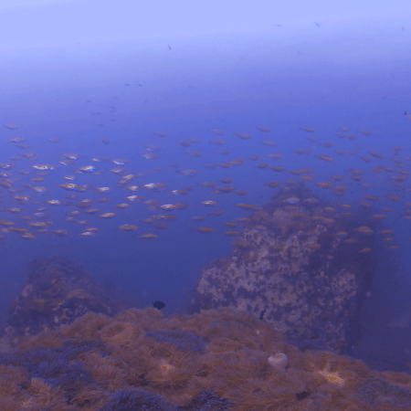 Seascape Symphony: Fish School & Anemones