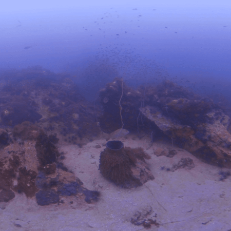 Sponge Barrell Haven