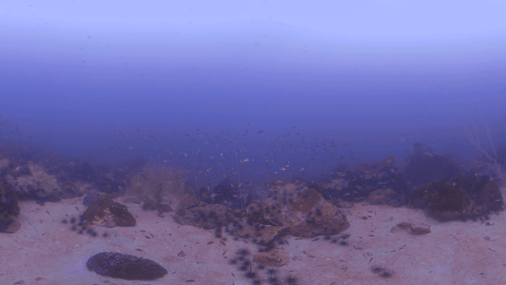 Reef Fish Haven