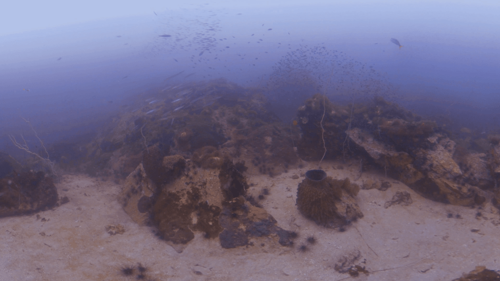 Barracuda Shoal: Sandy Abyss