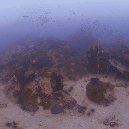 Barracuda Shoal: Sandy Abyss