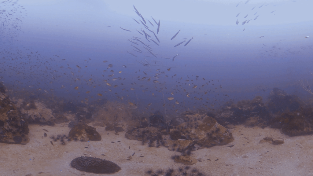 Barracuda Ballet: Sandy Bottom Spectacle