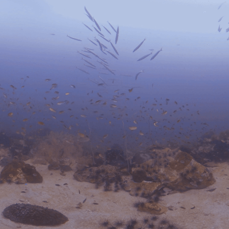 Barracuda Ballet: Sandy Bottom Spectacle