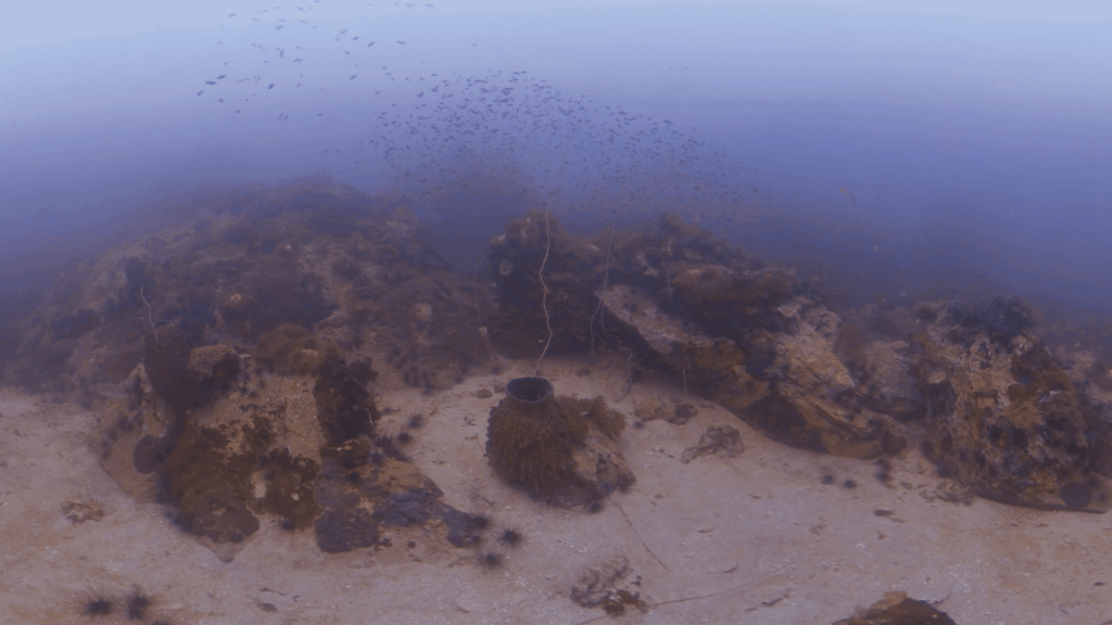 Sandy Bottom Reef Haven