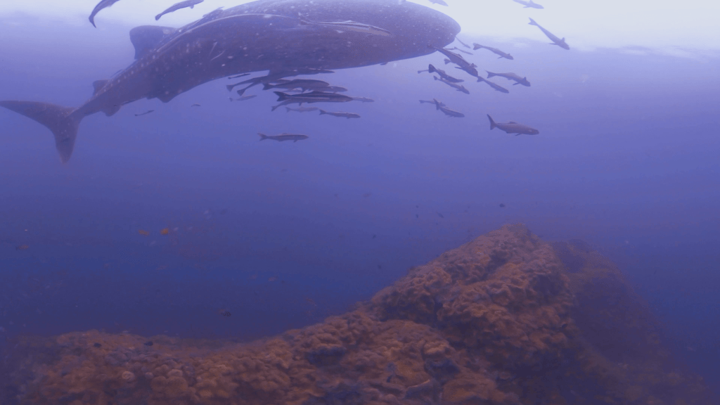Whale Shark's Pinnacle Paradise
