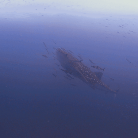 Gentle Giant: Whale Shark & Remoras