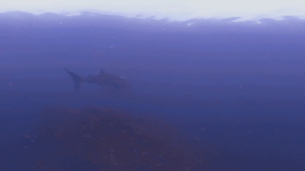 Chasing Giants: Whale Shark Encounter