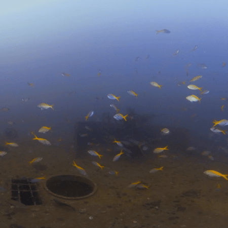 Wreck Deck: Yellowtails & One-Spot Snapper