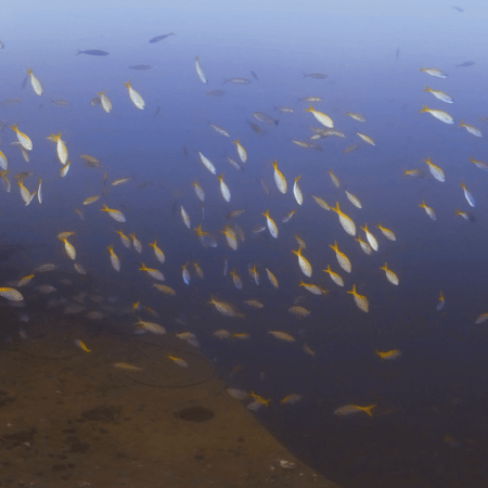 WWII Wreck: Yellowtail & One-Spot Snapper Haven