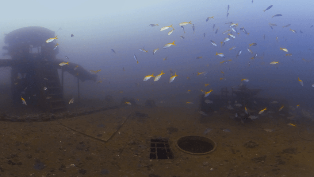 Wreck Deck Snappers