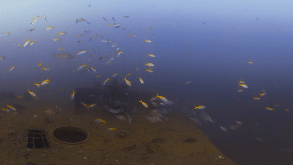 Wreck Deck Snappers