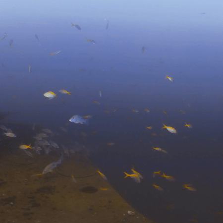 Wreck Deck: Yellowtail Snapper Haven