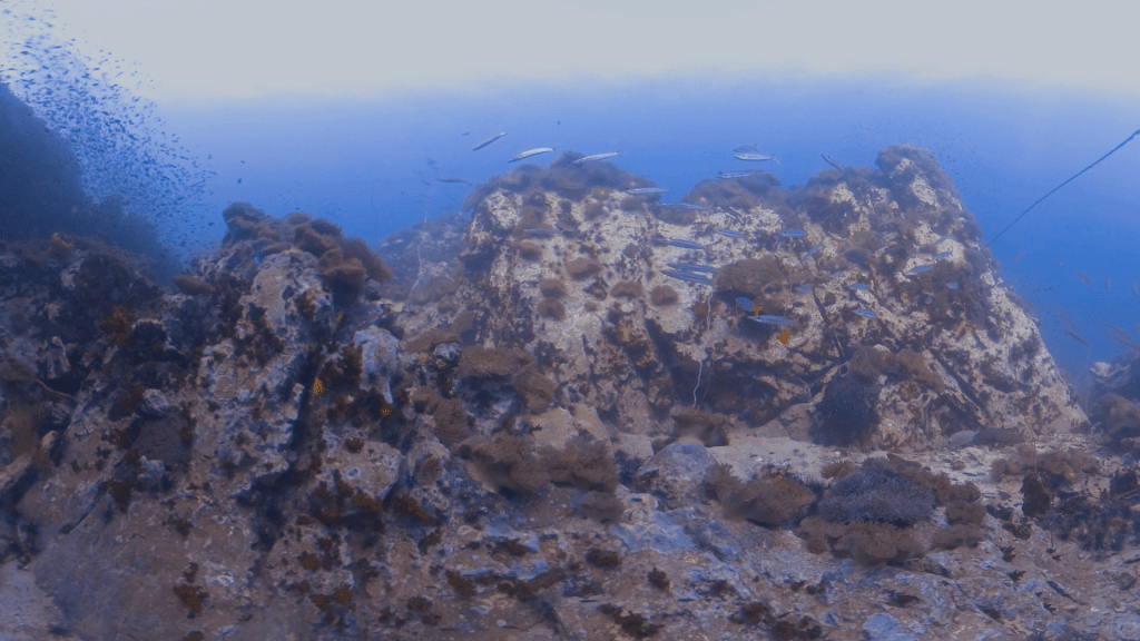 Pinnacle's Batfish Ballet