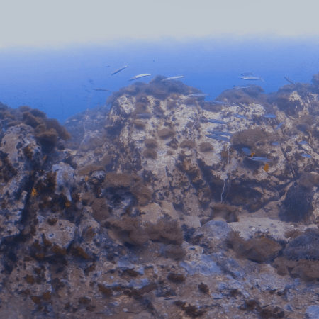 Pinnacle's Batfish Ballet