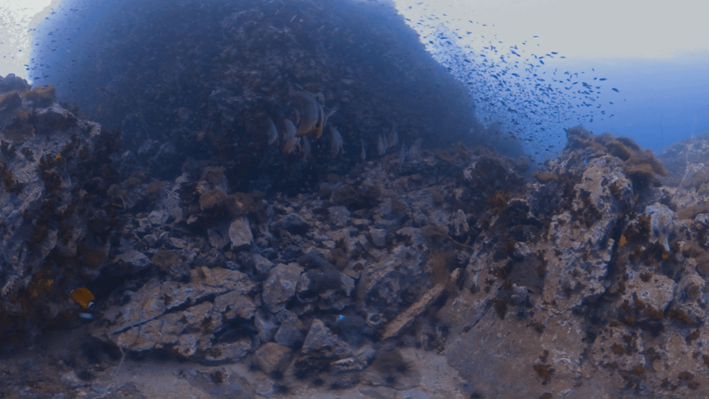 Batfish Haven: A Pinnacle's Base