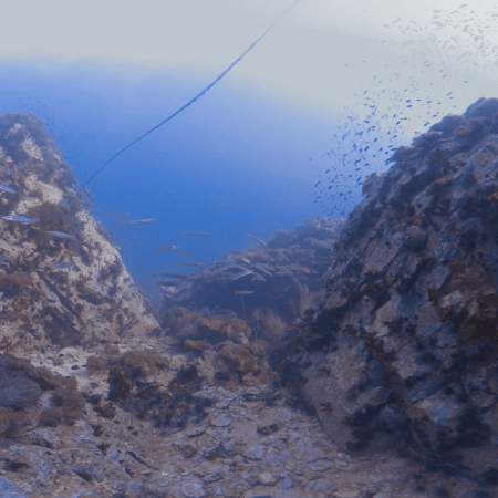 Pinnacle's Batfish Ballet