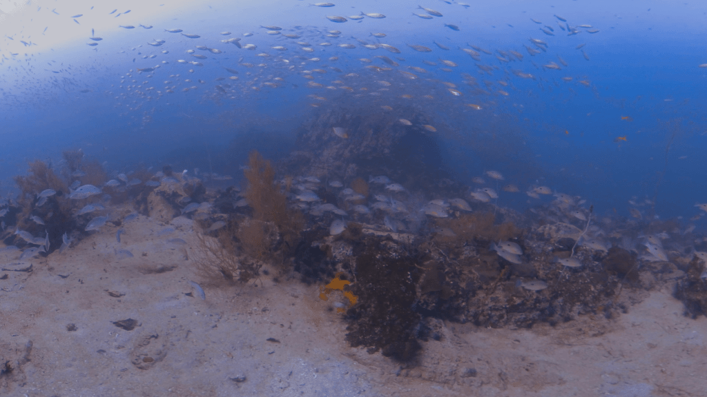 Snapper Swarm: Reef Life Engulfed