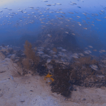 Snapper Swarm: Reef Life Engulfed