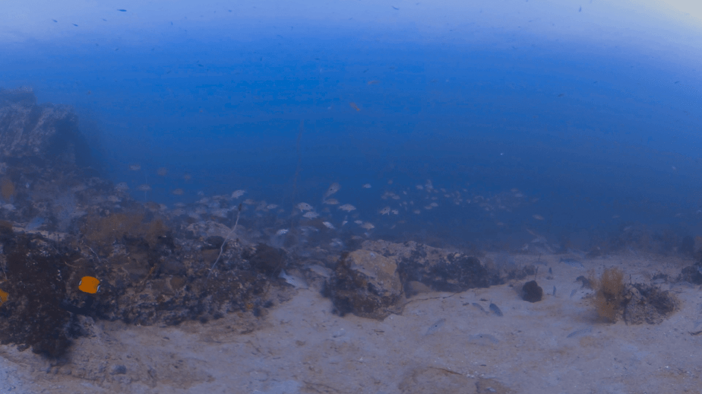 Onespot Snapper Swarm at Reef's Edge
