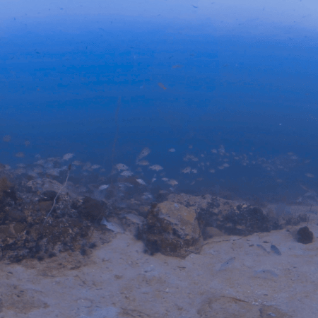 Onespot Snapper Swarm at Reef's Edge