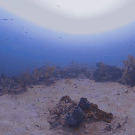 Onespot Snappers & Sponge Garden