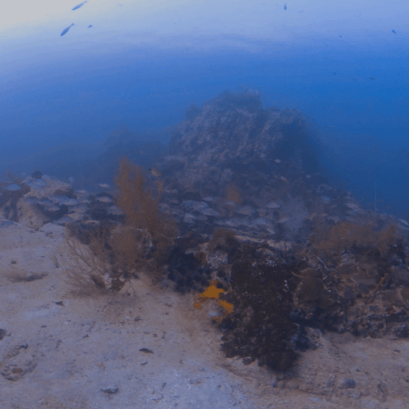 Onespot Snapper Swarm