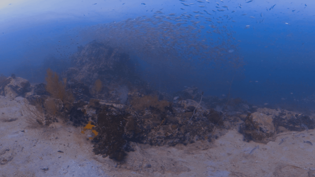 Reefscape Serenity: Shoaling Fish